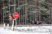 European bison, Bison bonasus) near a railway crossing in forest in winter, Bialowieza, Poland