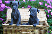 Italian greyhound puppies sitting in a wicker basket in a garden