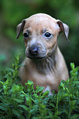 Portrait of an italian greyhound puppy in a garden