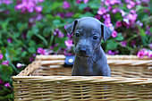 italian greyhound puppy sitting in a wicker basket in a garden