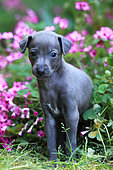 italian greyhound puppy sitting in a garden