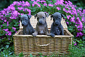 Italian greyhound puppies sitting in a wicker basket in a garden