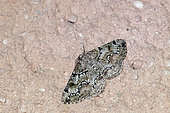 Brussels lace (Cleorodes lichenaria) on rock, Gers, France