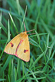 Clouded Buff (Diacrisia sannio) on grass, Gers, France