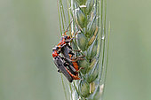common soldier beetle (Cantharis fusca) mating on a wheat ear, Landes, France.
