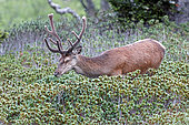 Red deer (Cervus elaphus), male in velvet in the rhododendrons, 1800m altitude, Hautes Pyrénées, France.