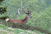 Red deer (Cervus elaphus), male in velvet in the rhododendrons, 1800m altitude, Hautes Pyrénées, France.