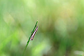 Inlaid grass-veneer (Crambus pascuella) on blade of grass, Gers, France