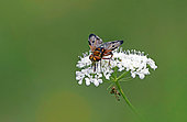 Tachinid fly (Ectophasia crassipennis) on an umbellifera flower, Landes, France.
