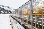 Hothouses in Hveragerdi, Iceland. Hothouses, greenhouses in Hveragerdi in winter. They are heated by geothermal energy and supply a large part of the icelandic demand of vegetables like tomatoes and bell peppers. Crop growing is done all year round, during the dark winter month the greenhouses are illuminated. europe, northern europe, iceland, march