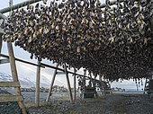 Fish heads drying in Saudarkrokur, Iceland. Fish heads drying on racks near Saudarkrokur in Skagafjoerdur in winter. Dryed fish and fish deas are considered a delicacy in some countries of western africa.europe, northern europe, iceland, February