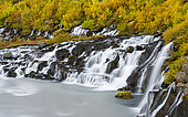 Chute de Hraunfossar sur la Litlafjlót et feuillage coloré d'automne, Islande.