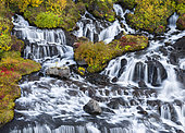 Chute de Hraunfossar sur la Litlafjlót et feuillage coloré d'automne, Islande.