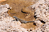 Fabian's lizard (Liolaemus fabiani), Atacama desert, Endemic, Controlled conditions