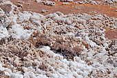 Fabian's lizard (Liolaemus fabiani), Atacama desert, Endemic, Controlled conditions