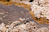 Fabian's lizard (Liolaemus fabiani), Atacama desert, Endemic, Controlled conditions