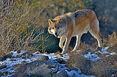 Tundra wolf (Canis lupus albus), Eurasian tundras, Captivity