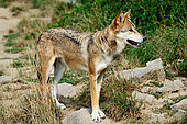 Tundra wolf (Canis lupus albus), Eurasian tundras from Finland to Kamchatka, Captivity