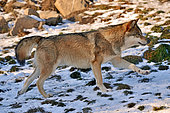 Tundra wolf (Canis lupus albus), Eurasian tundras, Captivity