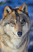 Portrait of Tundra wolf (Canis lupus albus), Eurasian tundras, Captivity