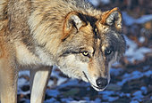 Portrait of Tundra wolf (Canis lupus albus), Eurasian tundras, Captivity