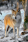 Tundra wolf (Canis lupus albus), Eurasian tundras, Captivity