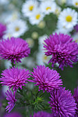 Double aster (Aster sp) autumn flowers