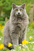 Grey semi-longhair cat 'Henkir' sitting in the grass in the garden