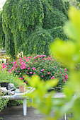 Coffee table, Emera rose in bloom and Japanese Weeping Sophora (Styphonobium japonicum) "Pendulum" in the garden