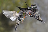 Starling (Sturnus vulgaris) fight in flight, Vosges du Nord Regional Nature Park, France