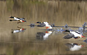 Goosander (Mergus merganser) males taking off, Vosges du Nord Regional Nature Park, France