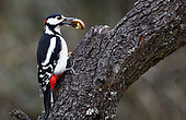 Spotted woodpecker (Dendrocopos major) opening a nut on a branch, Vosges du Nord Regional Nature Park, France