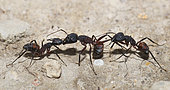 Fourmi ensanglantée (Camponotus cruentatus) échange trophallactique Mont Ventoux, France