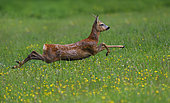 Deer (Capreolus capreolus) male running, Vosges du Nord Regional Nature Park, France