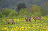 Roe deer (Capreolus capreolus), female mated to a male, Vosges du Nord Regional Nature Park, France