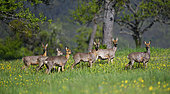 Roe deer (Capreolus capreolus) in spring moult, Vosges du Nord Regional Nature Park, France