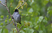 Blackcap (Sylvia atricapilla) male singing on a branch, Vosges du Nord Regional Nature Park, France