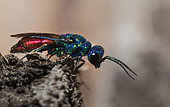 Cuckoo wasp (Chrysura austriaca) on the lookout for its host, Vosges du Nord Regional Nature Park, France