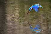 Kingfisher (Alcedo atthis) fishing, Vosges du Nord Regional Nature Park, France