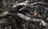 Common Kingfisher (Alcedo atthis) mating in the hanging roots of the bank, Vosges du Nord Regional Nature Park, France