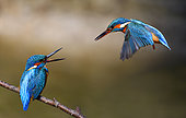 Common Kingfisher (Alcedo atthis) couple, Vosges du Nord Regional Nature Park, France