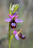 Drome Ophrys (Ophrys drumana) flowers, Mont Ventoux, France