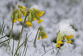 Cowslip primrose (Primula veris) in bloom in the snow, Vosges du Nord Regional Nature Park, France