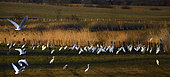 Gathering of Great Egrets (Egretta alba), White Storks (Ciconia ciconia) and Grey Herons (Ardea cinerea) in migration sheltered from the wind, Vosges du Nord Regional Nature Park, France