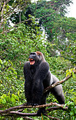 Big male gorilla (Gorilla gorilla gorilla) is standing on a dry branch of a tree in the jungle. Republic of the Congo.