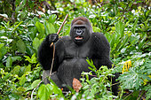 Big male gorilla (Gorilla gorilla gorilla) is sitting in the jungle. Republic of the Congo.