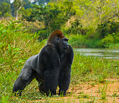 Lowland gorillas (Gorilla gorilla gorilla) in the wild. Republic of the Congo