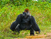 Lowland gorillas (Gorilla gorilla gorilla) in the wild. Republic of the Congo