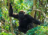 Lowland gorillas (Gorilla gorilla gorilla) in the wild. Republic