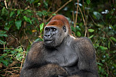 Portrait of lowland gorilla (Gorilla gorilla gorilla), Republic of the Congo